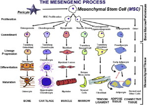 mesegenic